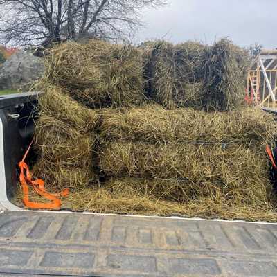 Partially rotted bales of straw sitting in the bed of a white pickup truck.