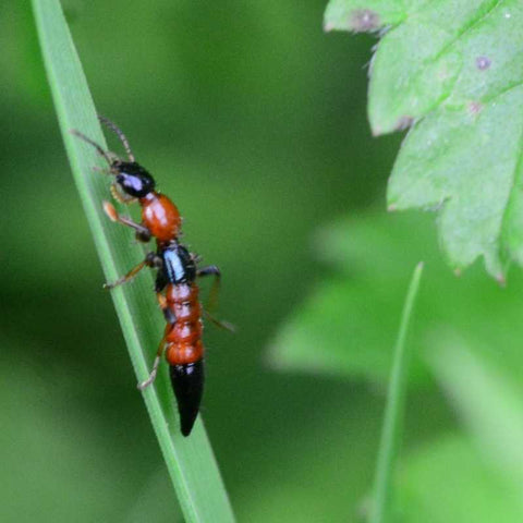 Beneficial Insect: Lacewing – Vermont Organic Farm