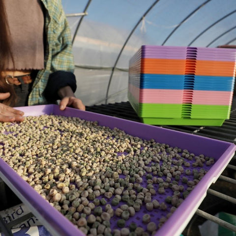 Microgreens