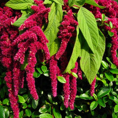 amaranth