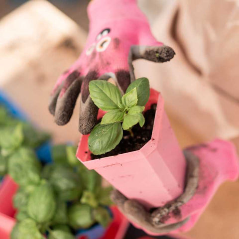 basil up-potted into 3 inch pink pot