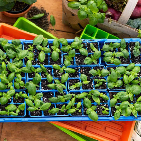 seedlings basil in 1020 tray planted in blue 6 cells