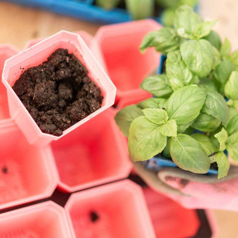 basil in blue 6 cells up-potting into pink 3 inch seed starting pots