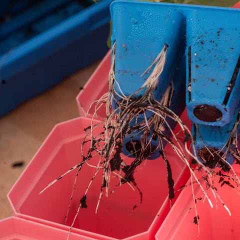 basil roots in blue 6 cell tray