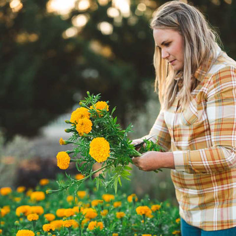 Female farmer holding bouquet of marigolds she has just harvested standing in a flower field.