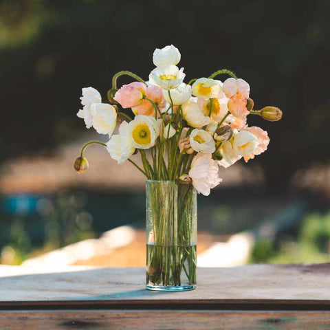 Bouquet of poppies in shades or pink and white in a tall glass vase standing on a table outside on a flower farm.