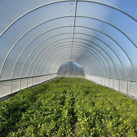 cover crop in a hoop house