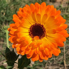 calendula