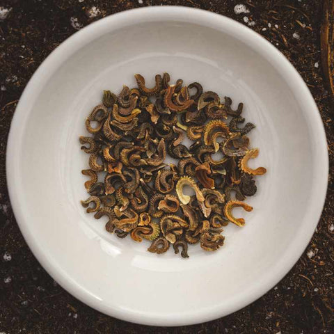 Calendula seeds sitting in a white bowl.