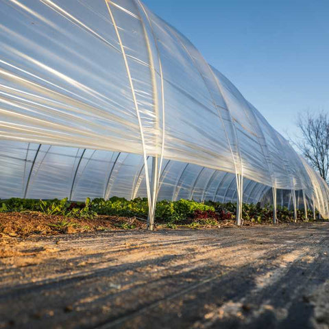 Caterpillar tunnel planted with greens and vented for air circulation