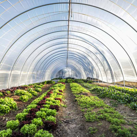 Cat tunnel planted with mixed greens on a market farm