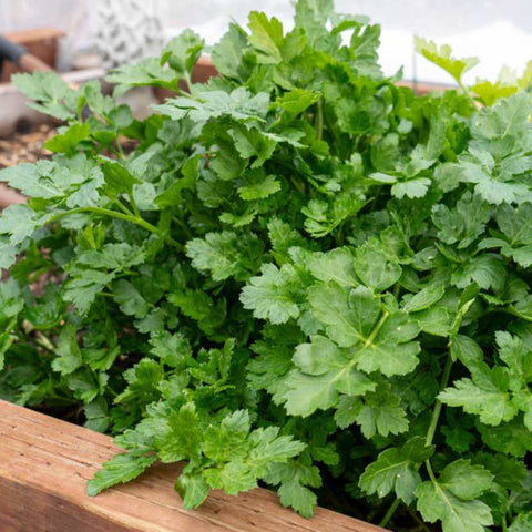 celery growing in a hoop house