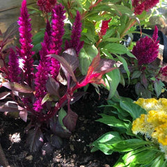 celosia