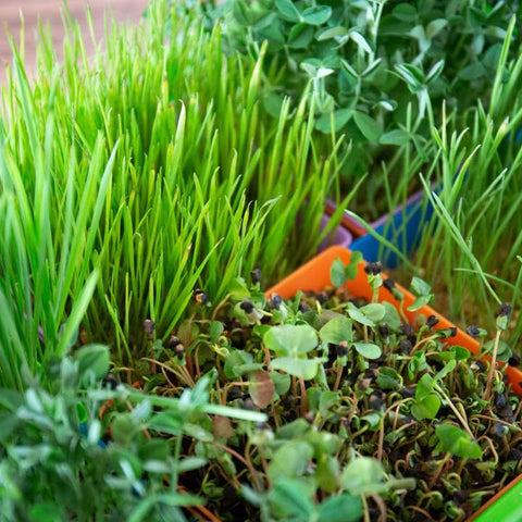 Chicken Fodder in Trays