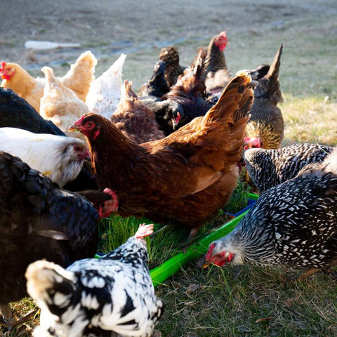 Chickens Eating Fodder