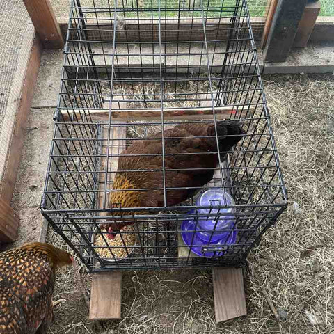Broody hen in a small wire crate suspended off the ground by boards. She has a small foo and water dish.