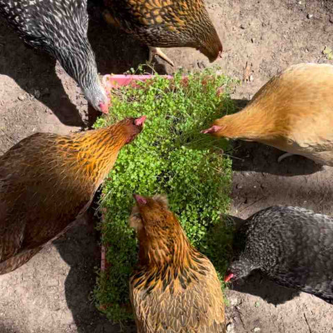 Six chickens eating microgreen fodder from a pink 1020 bootstrap farmer tray.