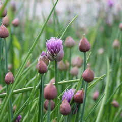 CHIVES