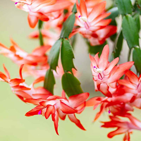 Christmas Cactus