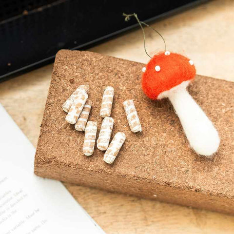 coco coir brick with mushroom specimen