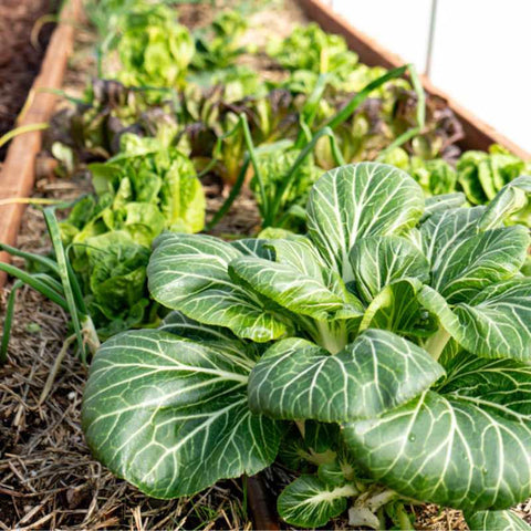 Healthy spinach and greens planted with leeks in a raised bed garden.