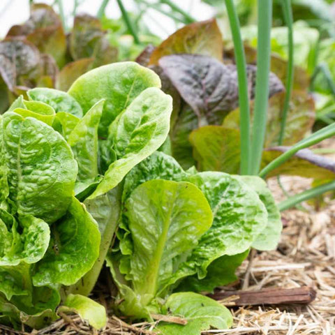 Red romain and lettuce interplanted with herbs in raised beds in a greenhouse.