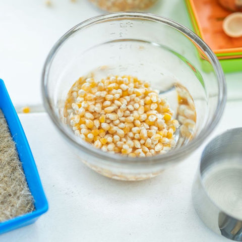 corn in bowl