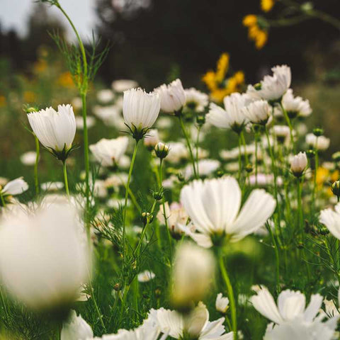 A row of white cosmos growing in a field with some yellow cosmos in the background