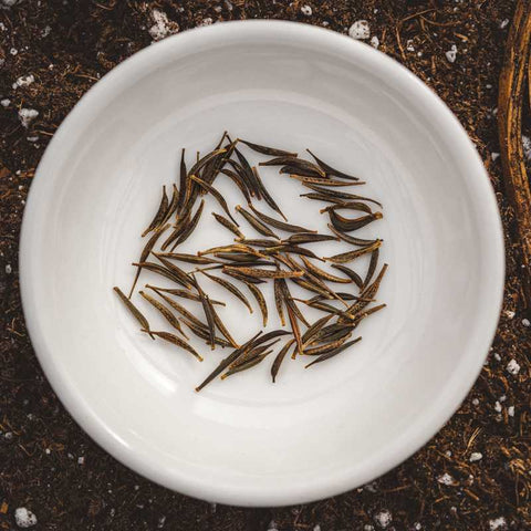 Cosmos seeds that are thin, brown and pointed in a white bowl.