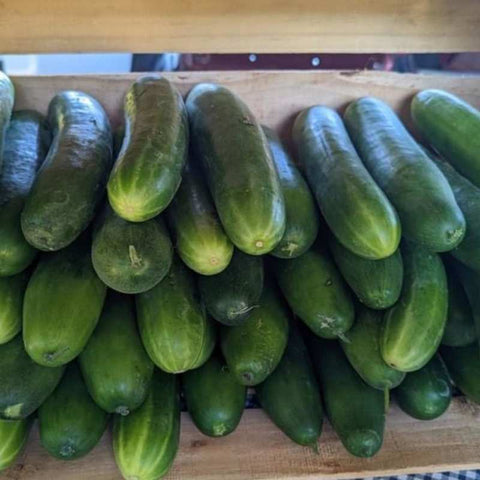 Bulk cucumbers in a crate