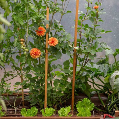 a Raised bed with dahilas, lettuce and cherry tomatoes companion planted for more production in a gothic greenhouse.