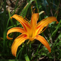 DayLily