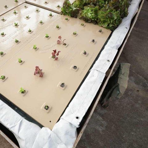 deep water culture bed with boostrap farmer raft and lettuce starts