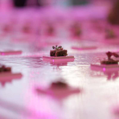 lettuce plants in a raft in a deep water culture bed