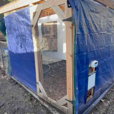 Chicken coop with blue tarps covering the walls. The door is on the right and only covered with chicken wire.