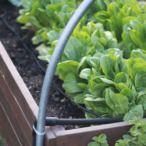 Drip Irrigation in a raised bed