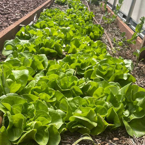 drip irrigation and lettuce