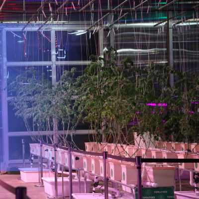 Dutch Bucket System with trellised Tomato Plants in a controlled greenhouse