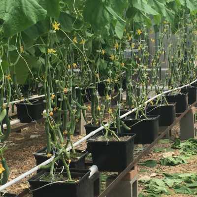 Dutch Bucket System With Trellised Cucumber Plants.