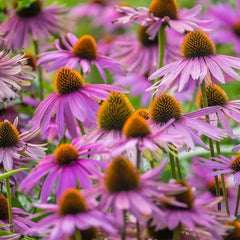 Echinacea 