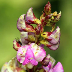 bean flower