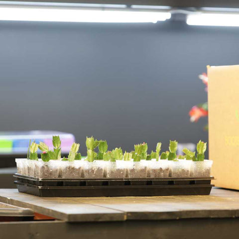 Christmas Cactus cuttings in a Propagation Kit