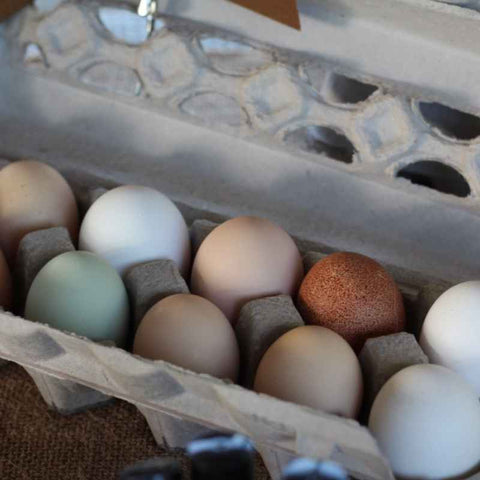 Carton of Colorful Eggs