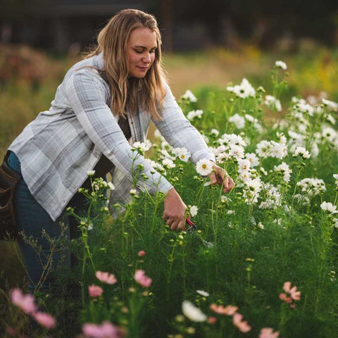 Jessica from Sierra Flower Farm harvesting white cosmos in a field.