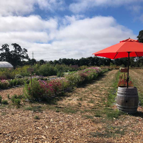 Multiple rows of flowers growing in a field with wide pathways. A wine barrel table with red umbrella is in the foreground.