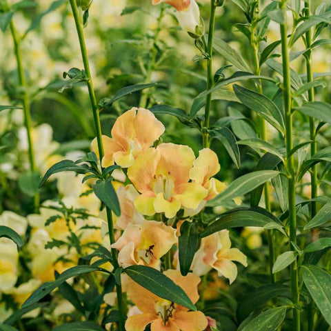 flowers in greenhouse