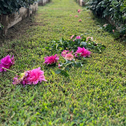 flower beds with stray pink flowers in the center
