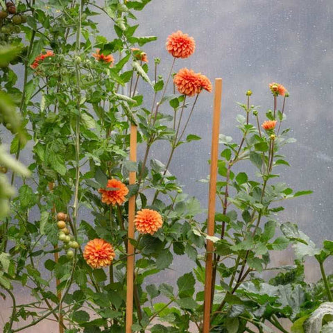 dahlias growing in a high tunnel