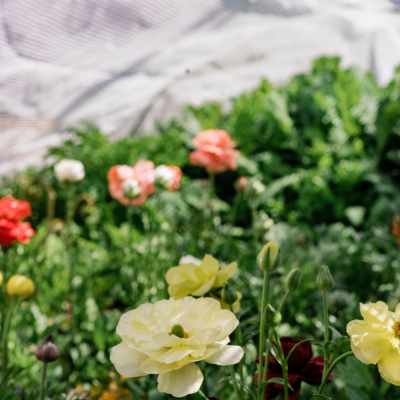 Anemone flowers in pale yellow, purple, and apricot under a low tunnel of frost cloth.