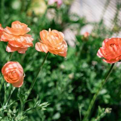 Apricot ranunculus blooms with a pattern of shade from shade cloth falling across them